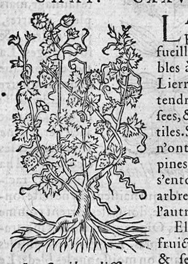 An illustration from Les six livres de Pedarion Dioscoride d’Anazarbe de la matiere medicale, translatez de Latin en François. A chacun Chapitre sont adjoustees certaines annotations fort doctes, et recueillies des plus excellens Medecins, anciens et modernes, 1553, leaf 308