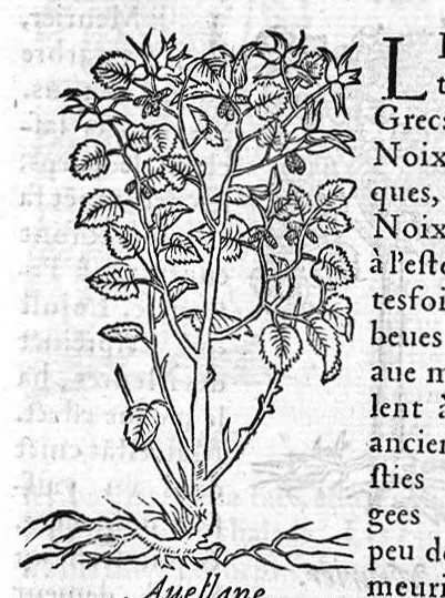 An illustration from Les six livres de Pedarion Dioscoride d’Anazarbe de la matiere medicale, translatez de Latin en François. A chacun Chapitre sont adjoustees certaines annotations fort doctes, et recueillies des plus excellens Medecins, anciens et modernes, 1553, leaf 86