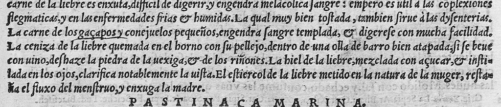 An illustration from Pedacio Dioscorides Anazarbeo, acerca de la materia medicinal, y de los venenos mortiferos, traduzido de lengua griega en la vulgar castellana illustrado y con claras y substantiales annotationes, y con las figuras de innumeras plantas exquisitas y raras por el doctor Andres de Laguna, Medico de Julio III, Pont. Maxi., 1563, leaf 146