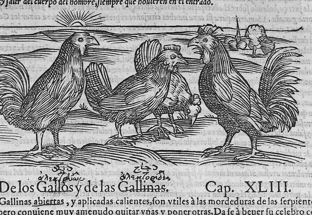 An illustration from Pedacio Dioscorides Anazarbeo, acerca de la materia medicinal, y de los venenos mortiferos, traduzido de lengua griega en la vulgar castellana illustrado y con claras y substantiales annotationes, y con las figuras de innumeras plantas exquisitas y raras por el doctor Andres de Laguna, Medico de Julio III, Pont. Maxi., 1563, leaf 158