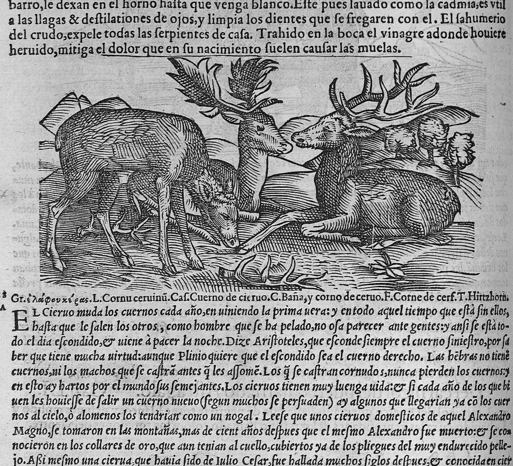 An illustration from Pedacio Dioscorides Anazarbeo, acerca de la materia medicinal, y de los venenos mortiferos, traduzido de lengua griega en la vulgar castellana illustrado y con claras y substantiales annotationes, y con las figuras de innumeras plantas exquisitas y raras por el doctor Andres de Laguna, Medico de Julio III, Pont. Maxi., 1563, leaf 165