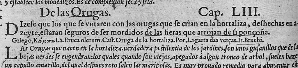 An illustration from Pedacio Dioscorides Anazarbeo, acerca de la materia medicinal, y de los venenos mortiferos, traduzido de lengua griega en la vulgar castellana illustrado y con claras y substantiales annotationes, y con las figuras de innumeras plantas exquisitas y raras por el doctor Andres de Laguna, Medico de Julio III, Pont. Maxi., 1563, leaf 165