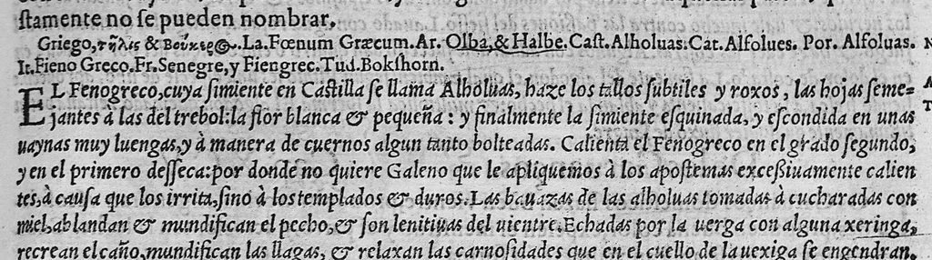 An illustration from Pedacio Dioscorides Anazarbeo, acerca de la materia medicinal, y de los venenos mortiferos, traduzido de lengua griega en la vulgar castellana illustrado y con claras y substantiales annotationes, y con las figuras de innumeras plantas exquisitas y raras por el doctor Andres de Laguna, Medico de Julio III, Pont. Maxi., 1563, leaf 200