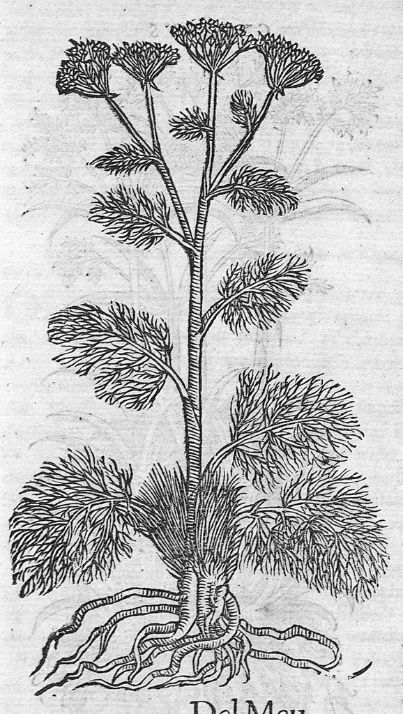 An illustration from Pedacio Dioscorides Anazarbeo, acerca de la materia medicinal, y de los venenos mortiferos, traduzido de lengua griega en la vulgar castellana illustrado y con claras y substantiales annotationes, y con las figuras de innumeras plantas exquisitas y raras por el doctor Andres de Laguna, Medico de Julio III, Pont. Maxi., 1563, leaf 24