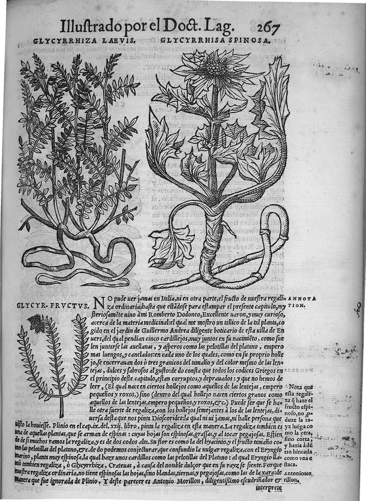 An illustration from Pedacio Dioscorides Anazarbeo, acerca de la materia medicinal, y de los venenos mortiferos, traduzido de lengua griega en la vulgar castellana illustrado y con claras y substantiales annotationes, y con las figuras de innumeras plantas exquisitas y raras por el doctor Andres de Laguna, Medico de Julio III, Pont. Maxi., 1563, leaf 278
