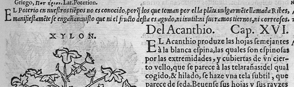 An illustration from Pedacio Dioscorides Anazarbeo, acerca de la materia medicinal, y de los venenos mortiferos, traduzido de lengua griega en la vulgar castellana illustrado y con claras y substantiales annotationes, y con las figuras de innumeras plantas exquisitas y raras por el doctor Andres de Laguna, Medico de Julio III, Pont. Maxi., 1563, leaf 286