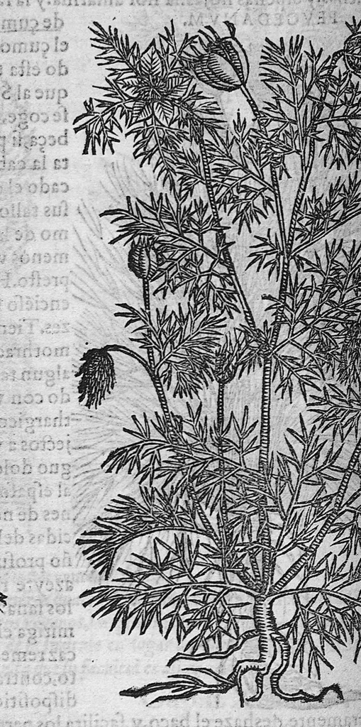An illustration from Pedacio Dioscorides Anazarbeo, acerca de la materia medicinal, y de los venenos mortiferos, traduzido de lengua griega en la vulgar castellana illustrado y con claras y substantiales annotationes, y con las figuras de innumeras plantas exquisitas y raras por el doctor Andres de Laguna, Medico de Julio III, Pont. Maxi., 1563, leaf 335