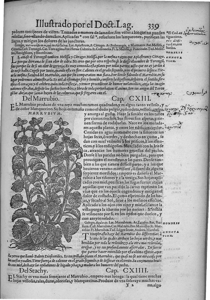 An illustration from Pedacio Dioscorides Anazarbeo, acerca de la materia medicinal, y de los venenos mortiferos, traduzido de lengua griega en la vulgar castellana illustrado y con claras y substantiales annotationes, y con las figuras de innumeras plantas exquisitas y raras por el doctor Andres de Laguna, Medico de Julio III, Pont. Maxi., 1563, leaf 350