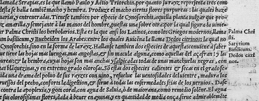 An illustration from Pedacio Dioscorides Anazarbeo, acerca de la materia medicinal, y de los venenos mortiferos, traduzido de lengua griega en la vulgar castellana illustrado y con claras y substantiales annotationes, y con las figuras de innumeras plantas exquisitas y raras por el doctor Andres de Laguna, Medico de Julio III, Pont. Maxi., 1563, leaf 366