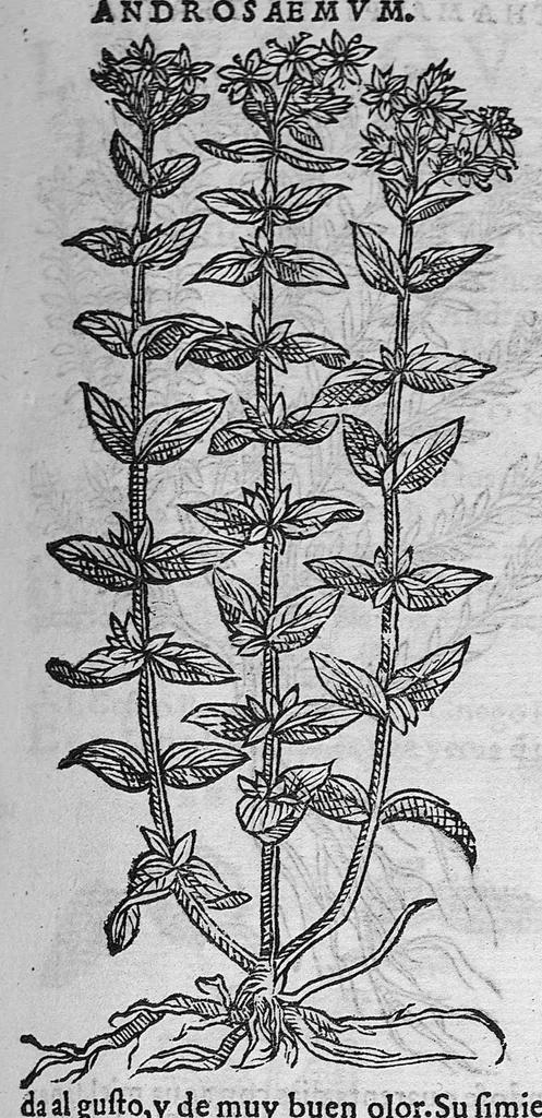 An illustration from Pedacio Dioscorides Anazarbeo, acerca de la materia medicinal, y de los venenos mortiferos, traduzido de lengua griega en la vulgar castellana illustrado y con claras y substantiales annotationes, y con las figuras de innumeras plantas exquisitas y raras por el doctor Andres de Laguna, Medico de Julio III, Pont. Maxi., 1563, leaf 384