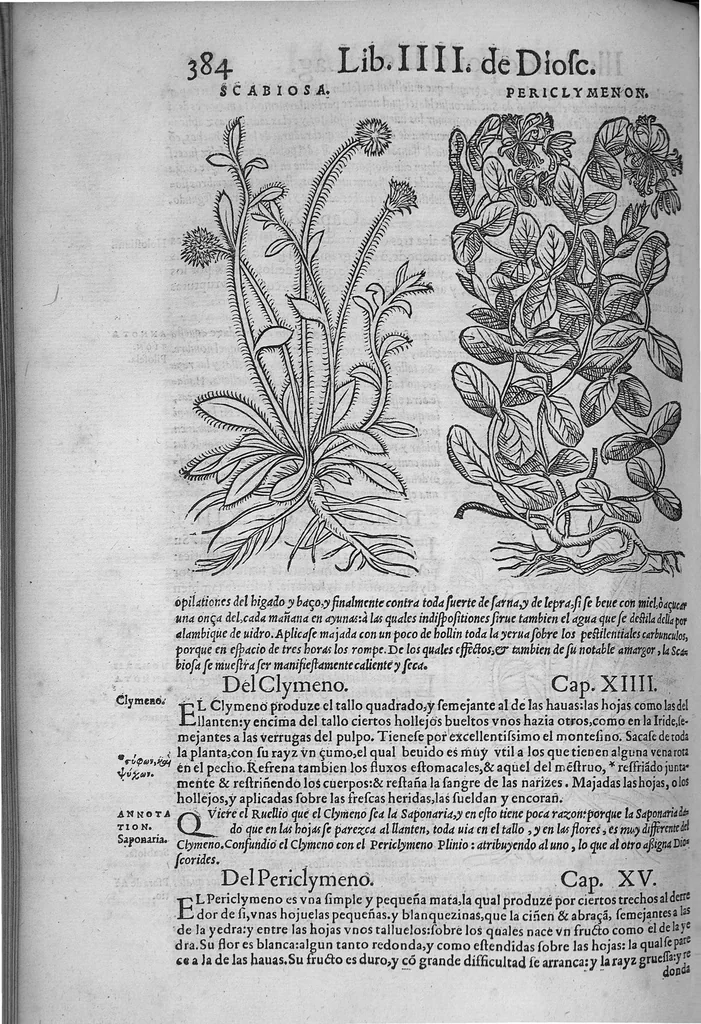 An illustration from Pedacio Dioscorides Anazarbeo, acerca de la materia medicinal, y de los venenos mortiferos, traduzido de lengua griega en la vulgar castellana illustrado y con claras y substantiales annotationes, y con las figuras de innumeras plantas exquisitas y raras por el doctor Andres de Laguna, Medico de Julio III, Pont. Maxi., 1563, leaf 395