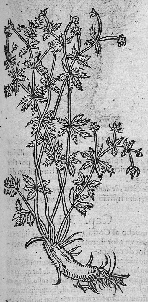 An illustration from Pedacio Dioscorides Anazarbeo, acerca de la materia medicinal, y de los venenos mortiferos, traduzido de lengua griega en la vulgar castellana illustrado y con claras y substantiales annotationes, y con las figuras de innumeras plantas exquisitas y raras por el doctor Andres de Laguna, Medico de Julio III, Pont. Maxi., 1563, leaf 412