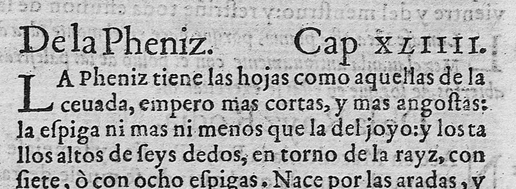 An illustration from Pedacio Dioscorides Anazarbeo, acerca de la materia medicinal, y de los venenos mortiferos, traduzido de lengua griega en la vulgar castellana illustrado y con claras y substantiales annotationes, y con las figuras de innumeras plantas exquisitas y raras por el doctor Andres de Laguna, Medico de Julio III, Pont. Maxi., 1563, leaf 412