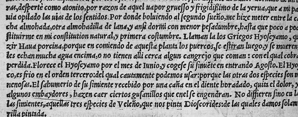 An illustration from Pedacio Dioscorides Anazarbeo, acerca de la materia medicinal, y de los venenos mortiferos, traduzido de lengua griega en la vulgar castellana illustrado y con claras y substantiales annotationes, y con las figuras de innumeras plantas exquisitas y raras por el doctor Andres de Laguna, Medico de Julio III, Pont. Maxi., 1563, leaf 429