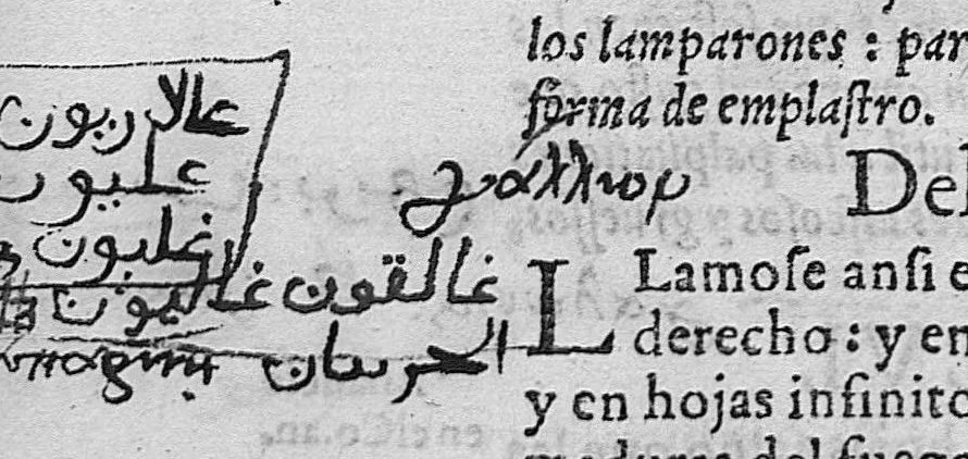 An illustration from Pedacio Dioscorides Anazarbeo, acerca de la materia medicinal, y de los venenos mortiferos, traduzido de lengua griega en la vulgar castellana illustrado y con claras y substantiales annotationes, y con las figuras de innumeras plantas exquisitas y raras por el doctor Andres de Laguna, Medico de Julio III, Pont. Maxi., 1563, leaf 449