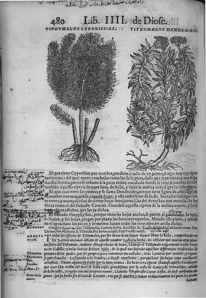 An illustration from Pedacio Dioscorides Anazarbeo, acerca de la materia medicinal, y de los venenos mortiferos, traduzido de lengua griega en la vulgar castellana illustrado y con claras y substantiales annotationes, y con las figuras de innumeras plantas exquisitas y raras por el doctor Andres de Laguna, Medico de Julio III, Pont. Maxi., 1563, leaf 491