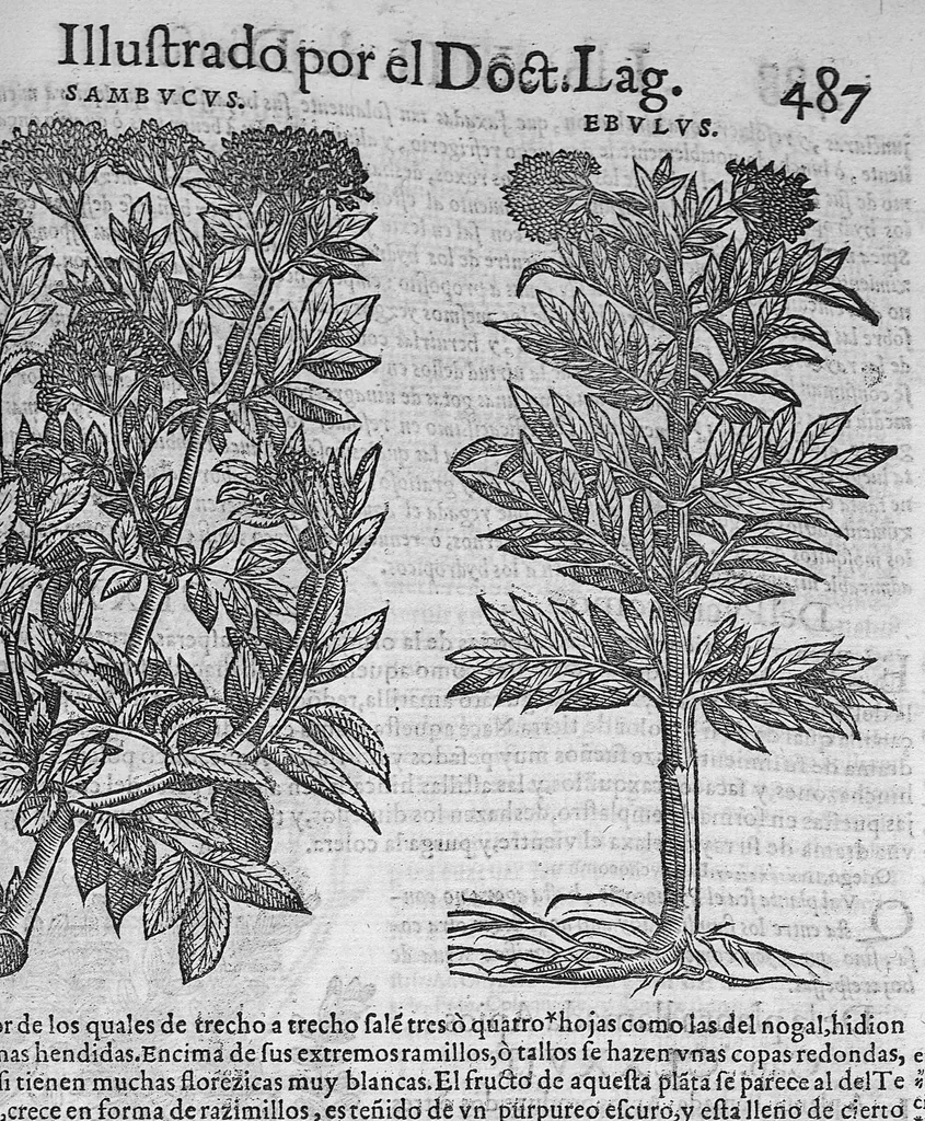 An illustration from Pedacio Dioscorides Anazarbeo, acerca de la materia medicinal, y de los venenos mortiferos, traduzido de lengua griega en la vulgar castellana illustrado y con claras y substantiales annotationes, y con las figuras de innumeras plantas exquisitas y raras por el doctor Andres de Laguna, Medico de Julio III, Pont. Maxi., 1563, leaf 498
