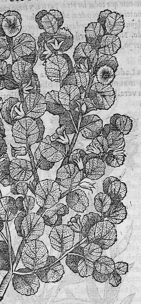 An illustration from Pedacio Dioscorides Anazarbeo, acerca de la materia medicinal, y de los venenos mortiferos, traduzido de lengua griega en la vulgar castellana illustrado y con claras y substantiales annotationes, y con las figuras de innumeras plantas exquisitas y raras por el doctor Andres de Laguna, Medico de Julio III, Pont. Maxi., 1563, leaf 90