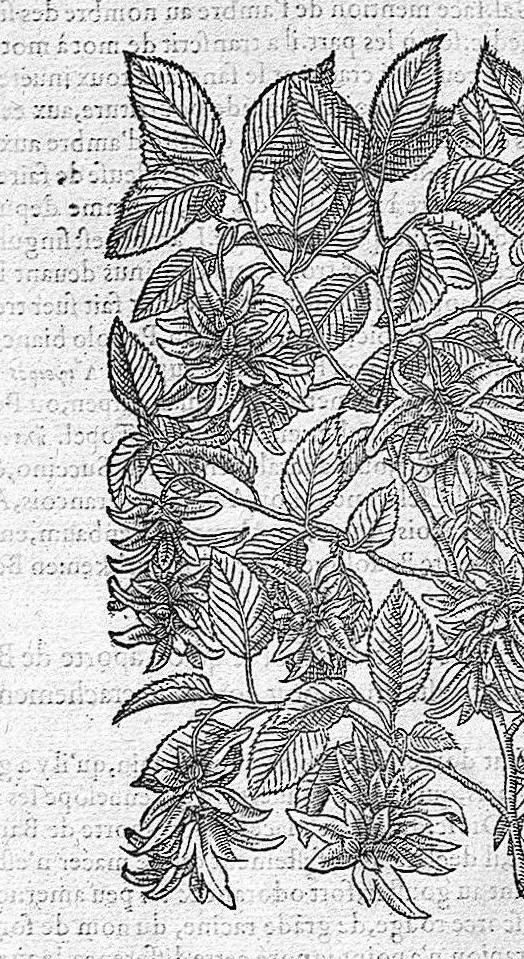An illustration from Commentaires de M. Pierre André Matthiole medecin senois, sur les six livres de Ped. Dioscor. Anazarbeen de la matiere Medecinale, …, 1579, leaf 247