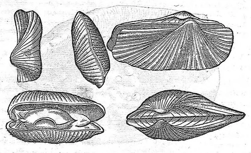 An illustration from Commentaires de M. Pierre André Matthiole medecin senois, sur les six livres de Ped. Dioscor. Anazarbeen de la matiere Medecinale, …, 1579, leaf 335