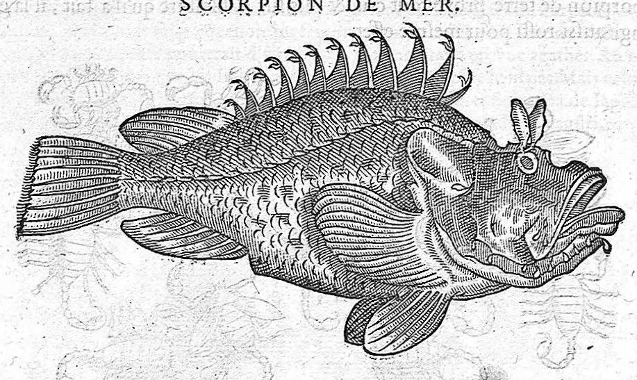 An illustration from Commentaires de M. Pierre André Matthiole medecin senois, sur les six livres de Ped. Dioscor. Anazarbeen de la matiere Medecinale, …, 1579, leaf 345