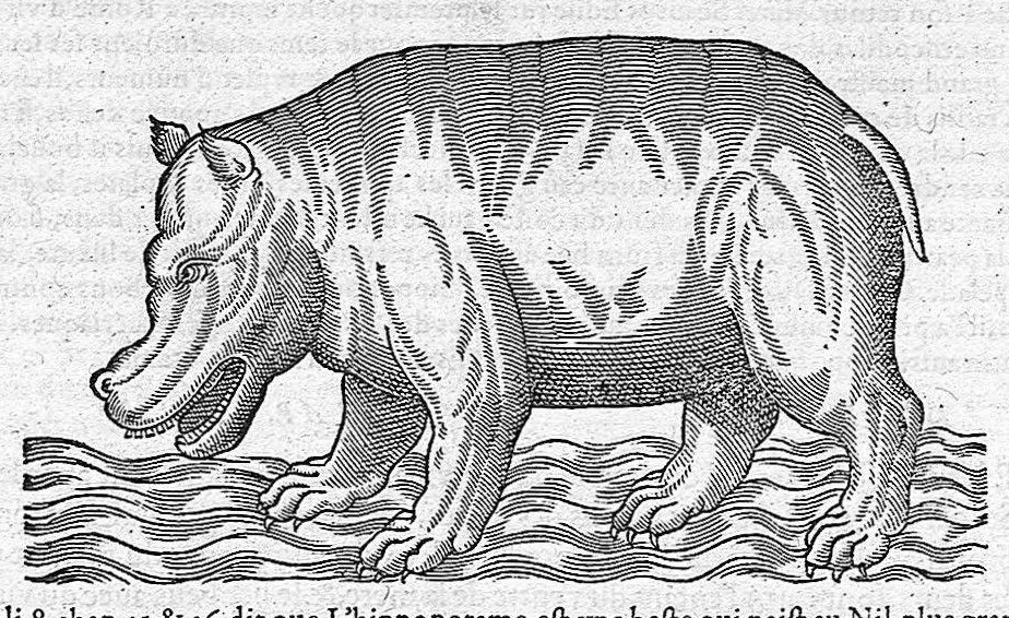 An illustration from Commentaires de M. Pierre André Matthiole medecin senois, sur les six livres de Ped. Dioscor. Anazarbeen de la matiere Medecinale, …, 1579, leaf 356