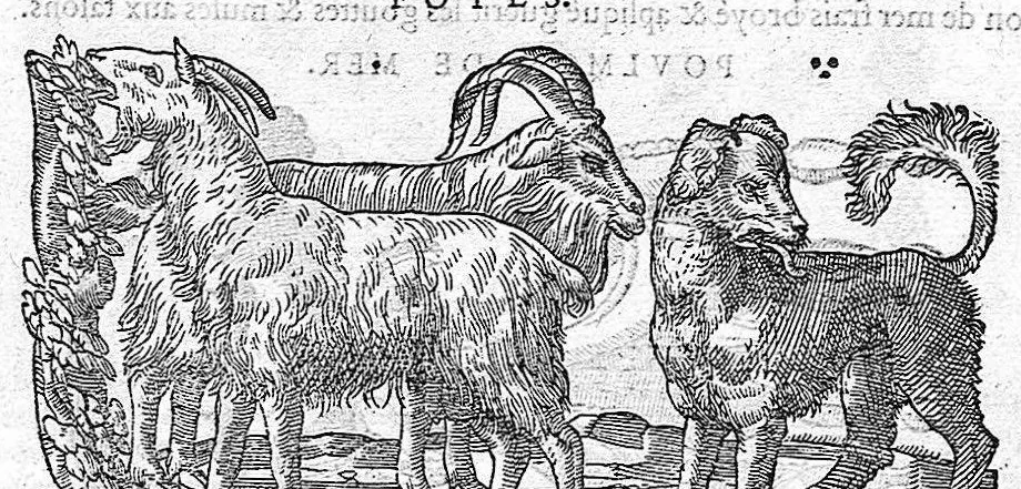 An illustration from Commentaires de M. Pierre André Matthiole medecin senois, sur les six livres de Ped. Dioscor. Anazarbeen de la matiere Medecinale, …, 1579, leaf 367