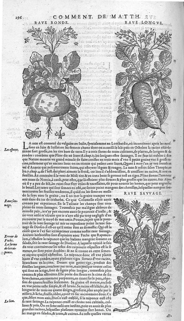 An illustration from Commentaires de M. Pierre André Matthiole medecin senois, sur les six livres de Ped. Dioscor. Anazarbeen de la matiere Medecinale, …, 1579, leaf 431