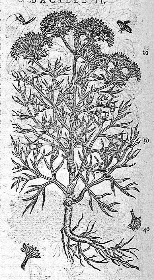 An illustration from Commentaires de M. Pierre André Matthiole medecin senois, sur les six livres de Ped. Dioscor. Anazarbeen de la matiere Medecinale, …, 1579, leaf 453