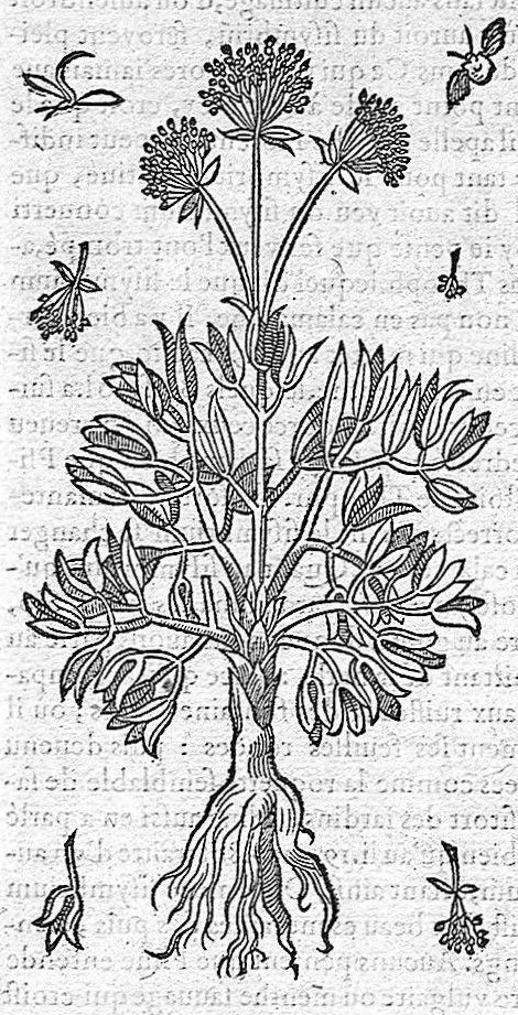 An illustration from Commentaires de M. Pierre André Matthiole medecin senois, sur les six livres de Ped. Dioscor. Anazarbeen de la matiere Medecinale, …, 1579, leaf 453