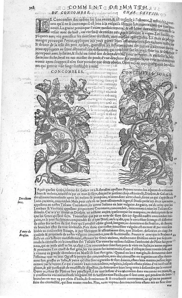 An illustration from Commentaires de M. Pierre André Matthiole medecin senois, sur les six livres de Ped. Dioscor. Anazarbeen de la matiere Medecinale, …, 1579, leaf 463