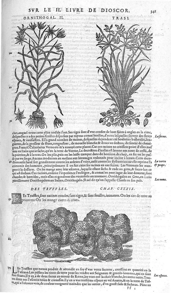 An illustration from Commentaires de M. Pierre André Matthiole medecin senois, sur les six livres de Ped. Dioscor. Anazarbeen de la matiere Medecinale, …, 1579, leaf 476