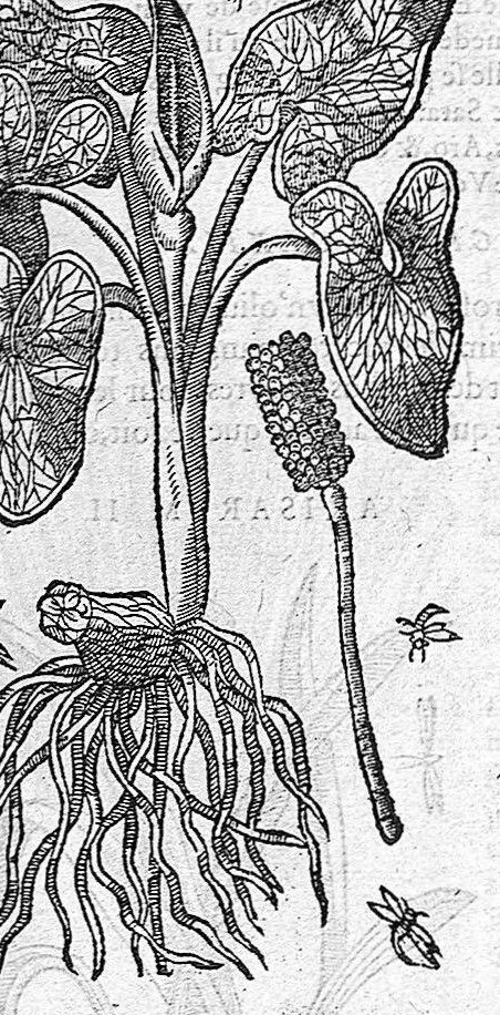 An illustration from Commentaires de M. Pierre André Matthiole medecin senois, sur les six livres de Ped. Dioscor. Anazarbeen de la matiere Medecinale, …, 1579, leaf 502