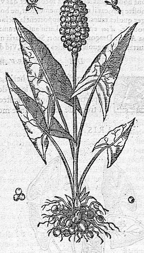 An illustration from Commentaires de M. Pierre André Matthiole medecin senois, sur les six livres de Ped. Dioscor. Anazarbeen de la matiere Medecinale, …, 1579, leaf 502