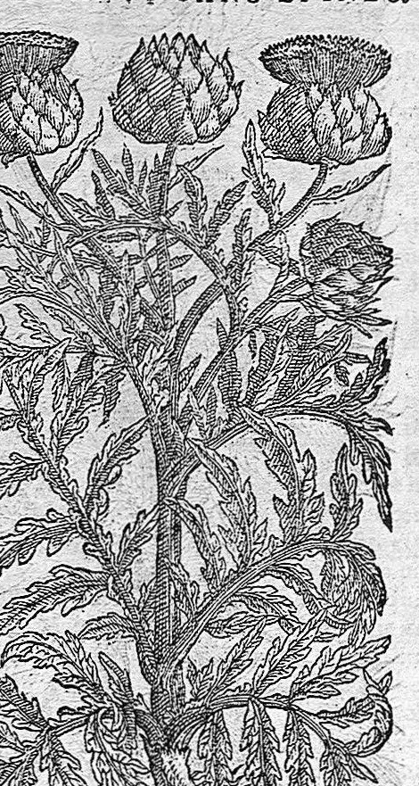 An illustration from Commentaires de M. Pierre André Matthiole medecin senois, sur les six livres de Ped. Dioscor. Anazarbeen de la matiere Medecinale, …, 1579, leaf 540