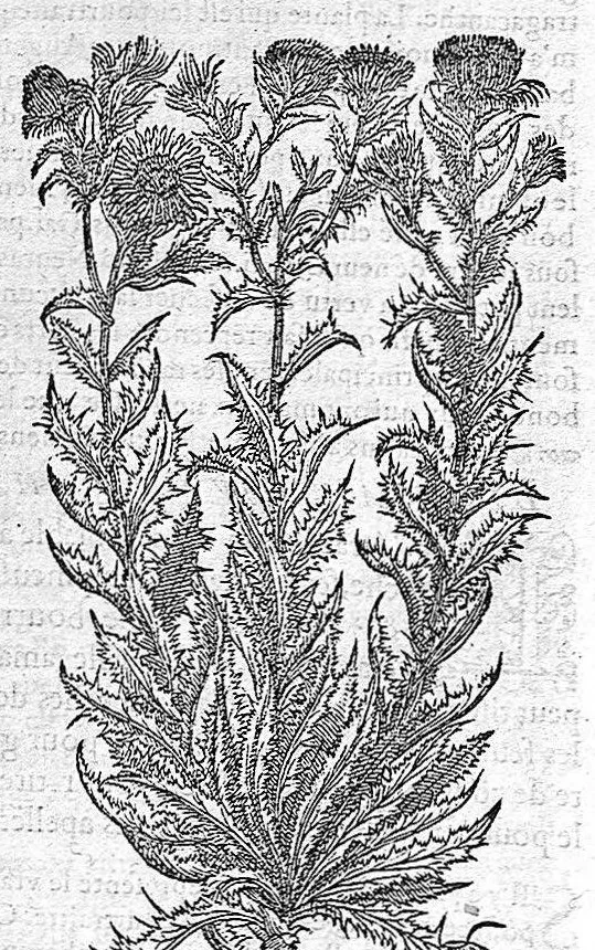 An illustration from Commentaires de M. Pierre André Matthiole medecin senois, sur les six livres de Ped. Dioscor. Anazarbeen de la matiere Medecinale, …, 1579, leaf 540