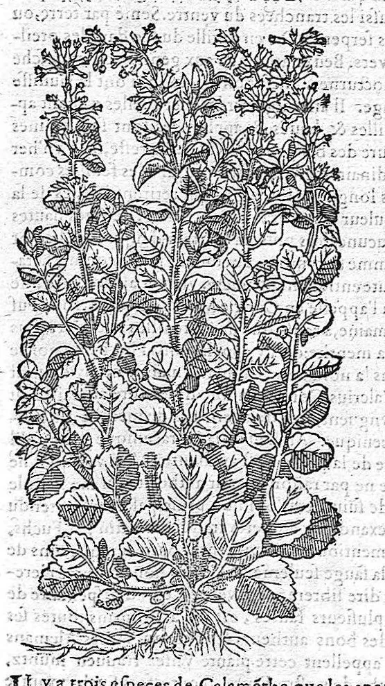 An illustration from Commentaires de M. Pierre André Matthiole medecin senois, sur les six livres de Ped. Dioscor. Anazarbeen de la matiere Medecinale, …, 1579, leaf 563