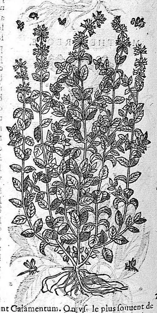 An illustration from Commentaires de M. Pierre André Matthiole medecin senois, sur les six livres de Ped. Dioscor. Anazarbeen de la matiere Medecinale, …, 1579, leaf 563