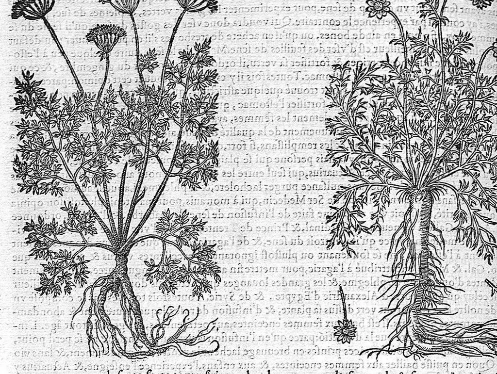 An illustration from Commentaires de M. Pierre André Matthiole medecin senois, sur les six livres de Ped. Dioscor. Anazarbeen de la matiere Medecinale, …, 1579, leaf 599