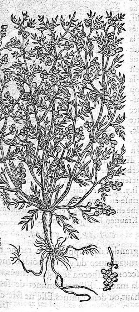 An illustration from Commentaires de M. Pierre André Matthiole medecin senois, sur les six livres de Ped. Dioscor. Anazarbeen de la matiere Medecinale, …, 1579, leaf 634
