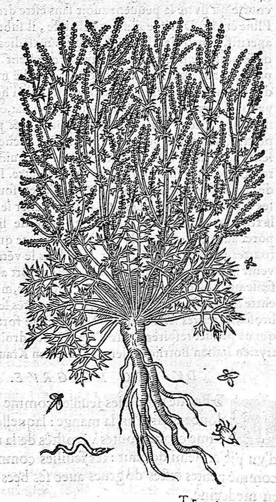An illustration from Commentaires de M. Pierre André Matthiole medecin senois, sur les six livres de Ped. Dioscor. Anazarbeen de la matiere Medecinale, …, 1579, leaf 634