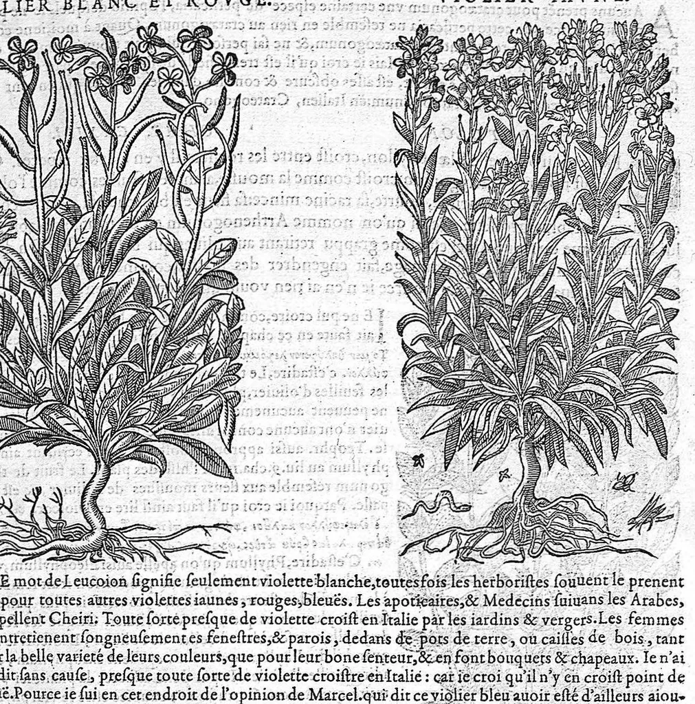 An illustration from Commentaires de M. Pierre André Matthiole medecin senois, sur les six livres de Ped. Dioscor. Anazarbeen de la matiere Medecinale, …, 1579, leaf 644
