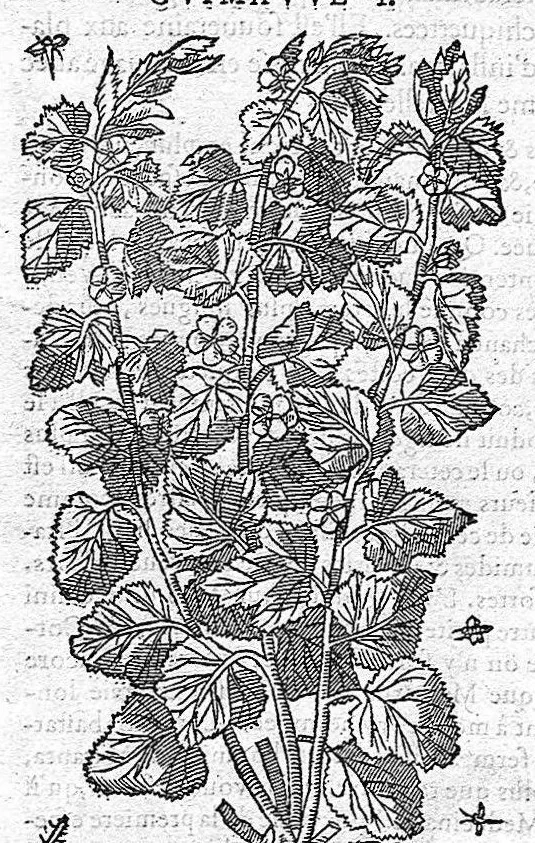 An illustration from Commentaires de M. Pierre André Matthiole medecin senois, sur les six livres de Ped. Dioscor. Anazarbeen de la matiere Medecinale, …, 1579, leaf 665