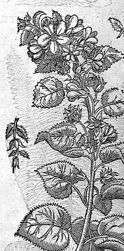 An illustration from Commentaires de M. Pierre André Matthiole medecin senois, sur les six livres de Ped. Dioscor. Anazarbeen de la matiere Medecinale, …, 1579, leaf 665