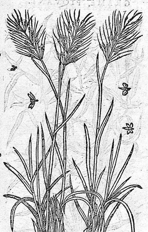 An illustration from Commentaires de M. Pierre André Matthiole medecin senois, sur les six livres de Ped. Dioscor. Anazarbeen de la matiere Medecinale, …, 1579, leaf 700