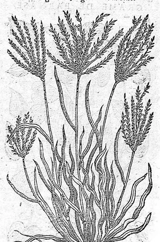 An illustration from Commentaires de M. Pierre André Matthiole medecin senois, sur les six livres de Ped. Dioscor. Anazarbeen de la matiere Medecinale, …, 1579, leaf 700