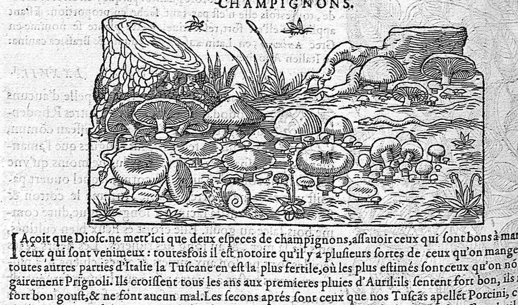 An illustration from Commentaires de M. Pierre André Matthiole medecin senois, sur les six livres de Ped. Dioscor. Anazarbeen de la matiere Medecinale, …, 1579, leaf 749