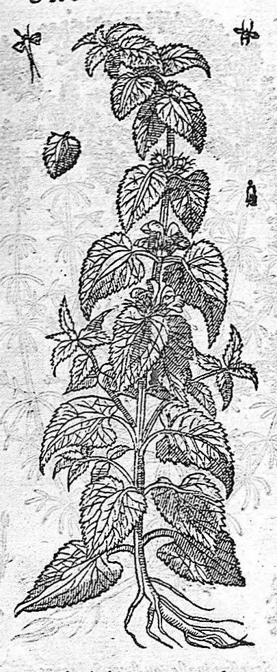 An illustration from Commentaires de M. Pierre André Matthiole medecin senois, sur les six livres de Ped. Dioscor. Anazarbeen de la matiere Medecinale, …, 1579, leaf 760