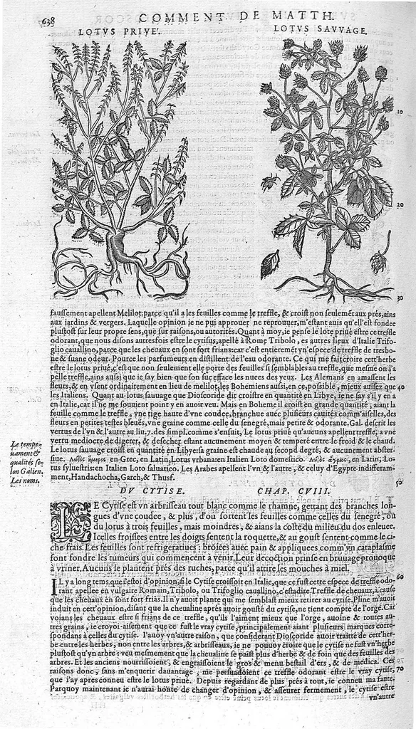 An illustration from Commentaires de M. Pierre André Matthiole medecin senois, sur les six livres de Ped. Dioscor. Anazarbeen de la matiere Medecinale, …, 1579, leaf 773