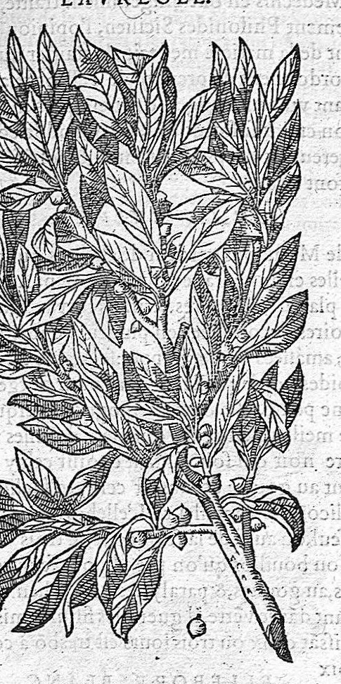 An illustration from Commentaires de M. Pierre André Matthiole medecin senois, sur les six livres de Ped. Dioscor. Anazarbeen de la matiere Medecinale, …, 1579, leaf 798